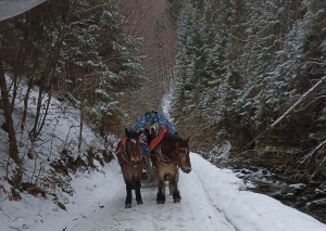 🐎❄️❄️☃️⛄️KULIG ❄️❄️☃️⛄️
